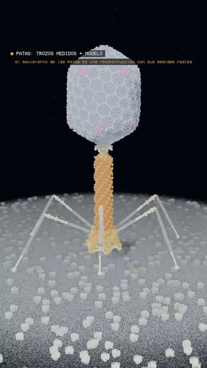 El virus que caza bacterias