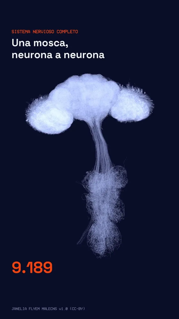 El cerebro de una mosca